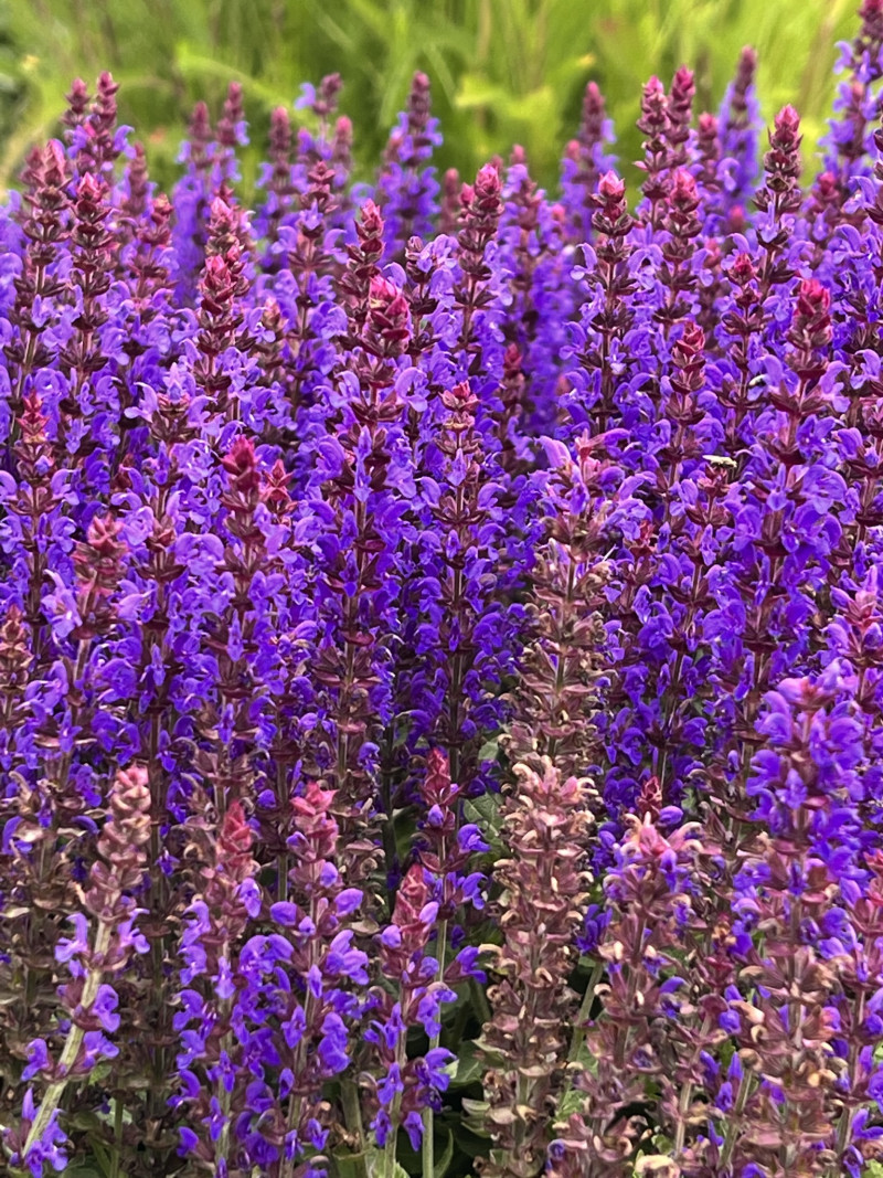 salvia, Langbloeiende vaste planten, paars bloeiend